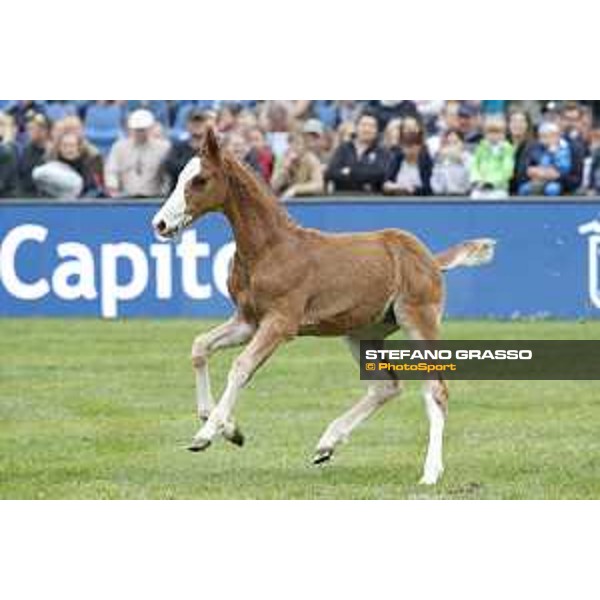 LGCT of Hamburg - Foal presentation - Hamburg, Derby Park, 10 May 2018 - ph.Stefano Grasso/LGCT