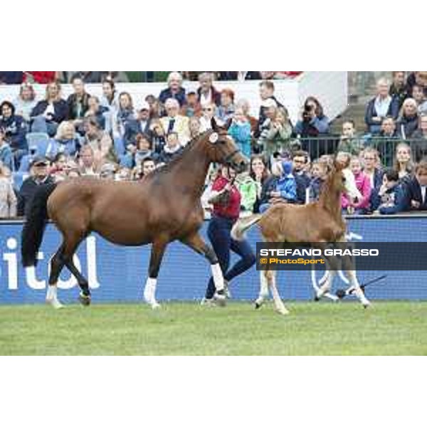 LGCT of Hamburg - Foal presentation - Hamburg, Derby Park, 10 May 2018 - ph.Stefano Grasso/LGCT