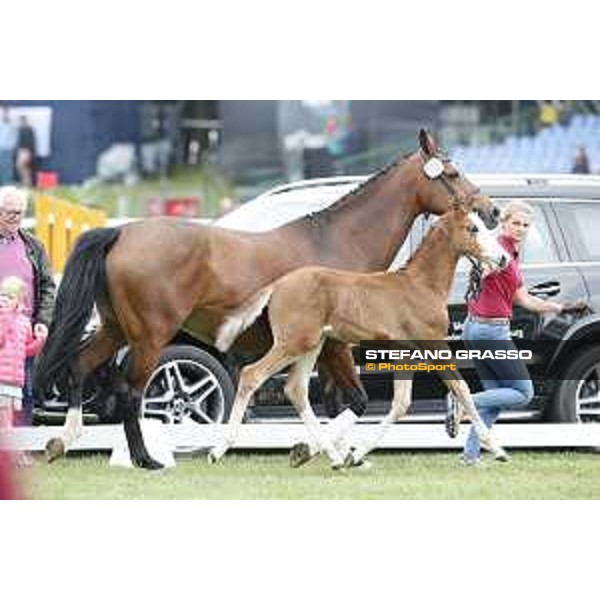 LGCT of Hamburg - Foal presentation - Hamburg, Derby Park, 10 May 2018 - ph.Stefano Grasso/LGCT