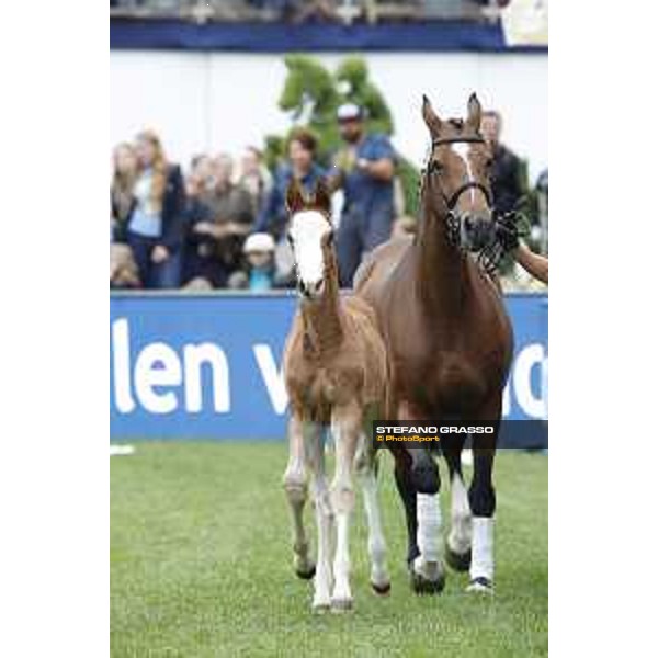 LGCT of Hamburg - Foal presentation - Hamburg, Derby Park, 10 May 2018 - ph.Stefano Grasso/LGCT