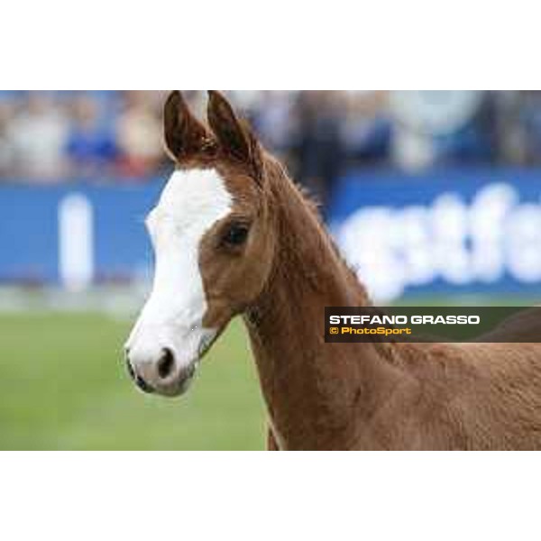 LGCT of Hamburg - Foal presentation - Hamburg, Derby Park, 10 May 2018 - ph.Stefano Grasso/LGCT