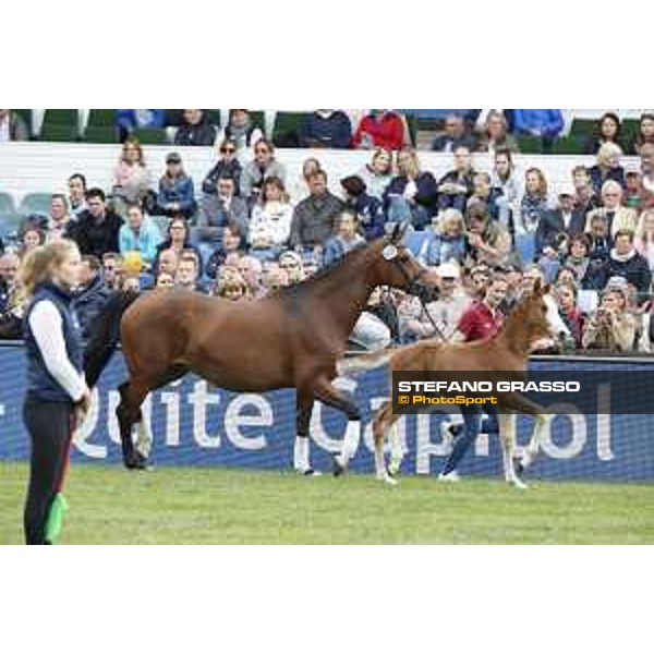 LGCT of Hamburg - Foal presentation - Hamburg, Derby Park, 10 May 2018 - ph.Stefano Grasso/LGCT