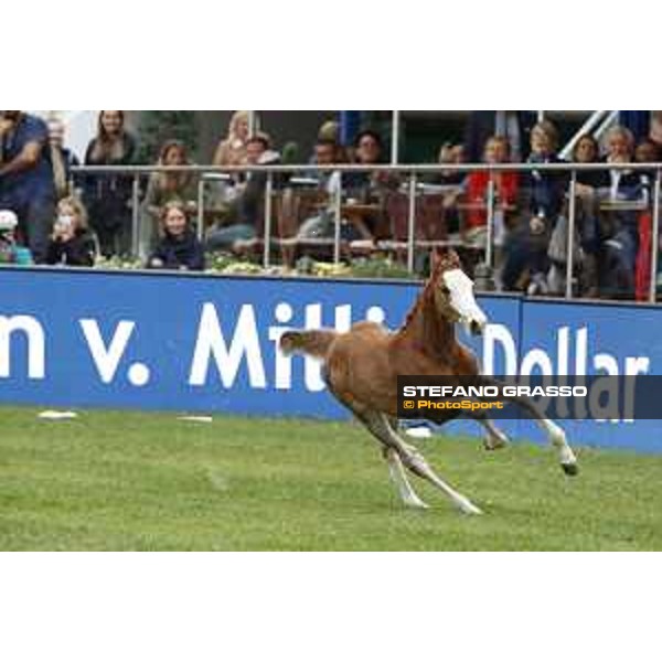 LGCT of Hamburg - Foal presentation - Hamburg, Derby Park, 10 May 2018 - ph.Stefano Grasso/LGCT