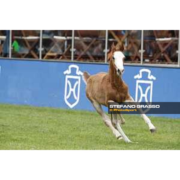 LGCT of Hamburg - Foal presentation - Hamburg, Derby Park, 10 May 2018 - ph.Stefano Grasso/LGCT