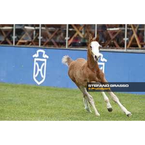 LGCT of Hamburg - Foal presentation - Hamburg, Derby Park, 10 May 2018 - ph.Stefano Grasso/LGCT