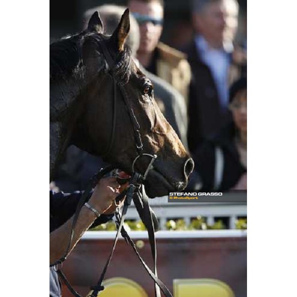 close up for Gimmy winner of Premio Regione Toscana - Def“ du Galop Pisa San Rossore, 30th march 2008 ph. Stefano Grasso
