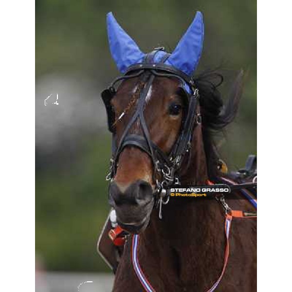 close up for Letter from Om winner of the Gran Premio Italia Bologna, 13th april 2008 ph. Stefano Grasso