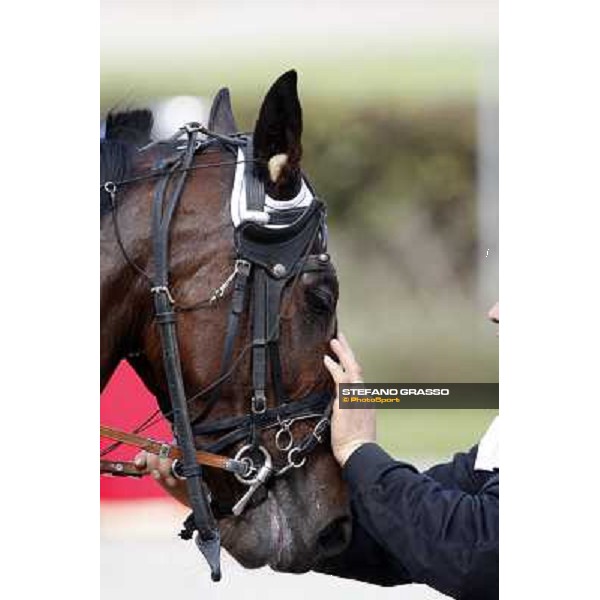 close up for Lory Trio winner of the Gran Premio d\' Italia Filly Bologna, 13th april 2008 ph. Stefano Grasso