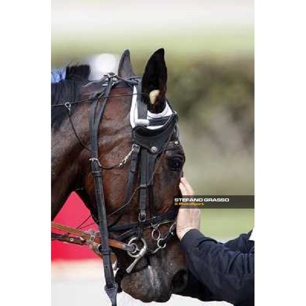 close up for Lory Trio winner of the Gran Premio d\' Italia Filly Bologna, 13th april 2008 ph. Stefano Grasso