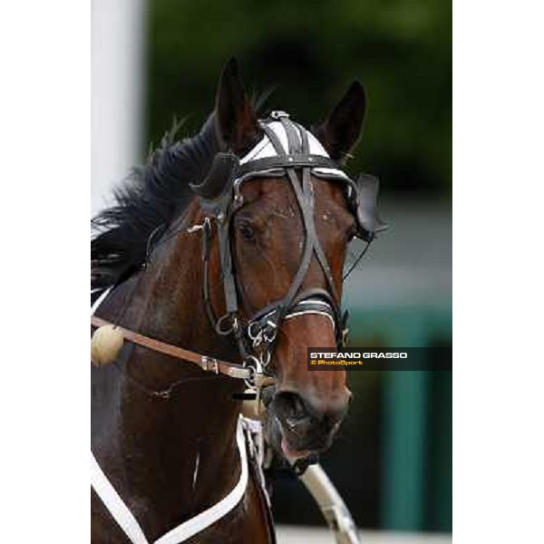 close up for Lory Trio after winning the Gran Premio d\' Italia Filly Bologna, 13th april 2008 ph. Stefano Grasso
