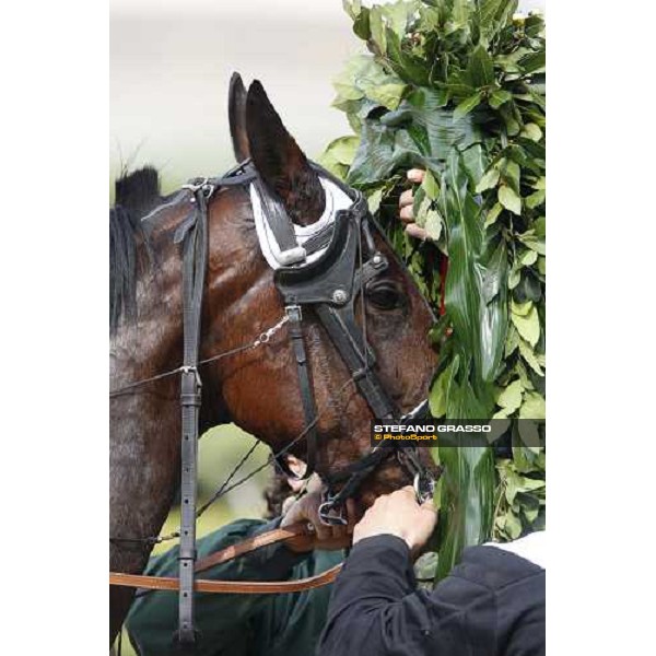 close up for Lory Trio winner of the Gran Premio d\' Italia Filly Bologna, 13th april 2008 ph. Stefano Grasso