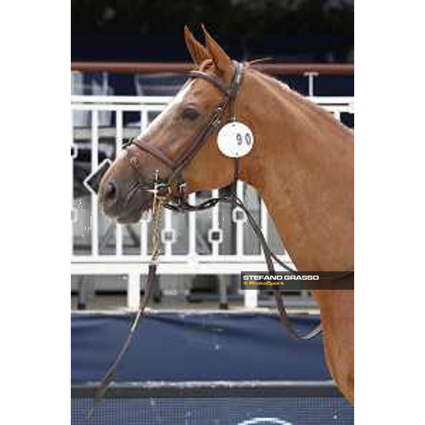 LGCT of St Tropez - Vet check - Jeunesse van\'T Pradijs - St Tropez, Ramatuelle beach - 30 May 2018 - ph.Stefano Grasso/LGCT