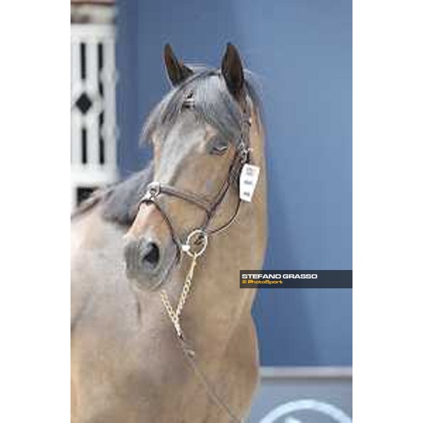 LGCT of St Tropez - Vet check - Admara 2 - St Tropez, Ramatuelle beach - 30 May 2018 - ph.Stefano Grasso/LGCT