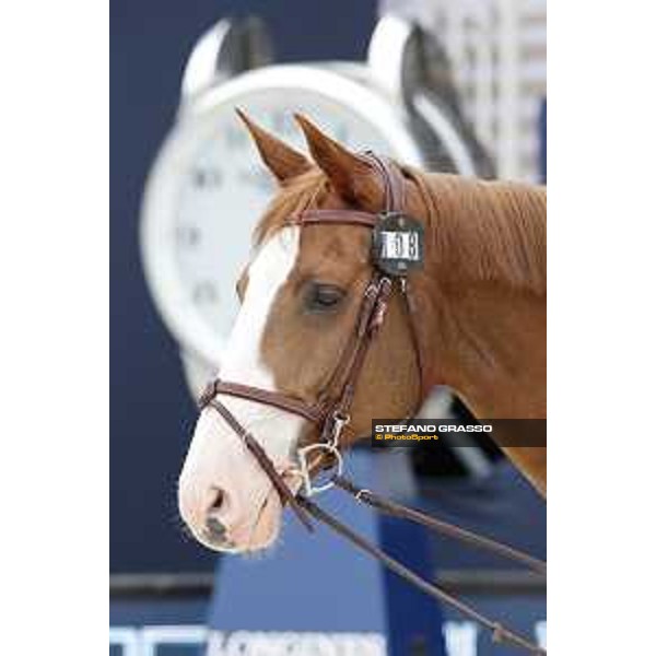LGCT of St Tropez - Vet check - Viking - St Tropez, Ramatuelle beach - 30 May 2018 - ph.Stefano Grasso/LGCT