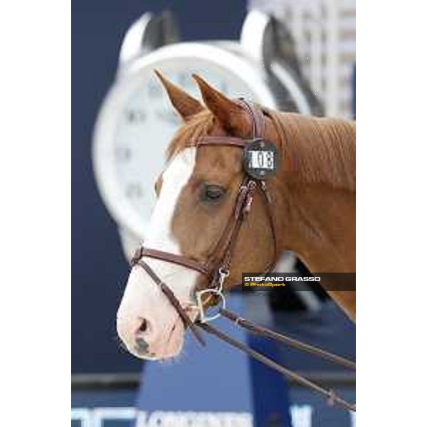 LGCT of St Tropez - Vet check - Viking - St Tropez, Ramatuelle beach - 30 May 2018 - ph.Stefano Grasso/LGCT