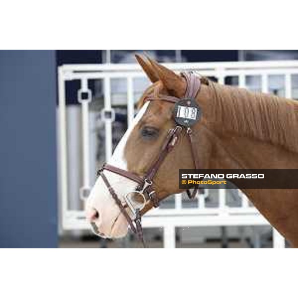 LGCT of St Tropez - Vet check - Viking - St Tropez, Ramatuelle beach - 30 May 2018 - ph.Stefano Grasso/LGCT