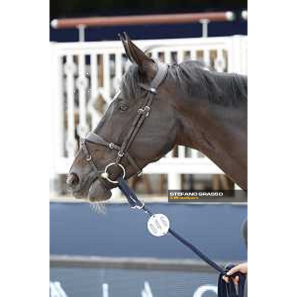 LGCT of St Tropez - Vet check - Ulane de Coquerie - St Tropez, Ramatuelle beach - 30 May 2018 - ph.Stefano Grasso/LGCT