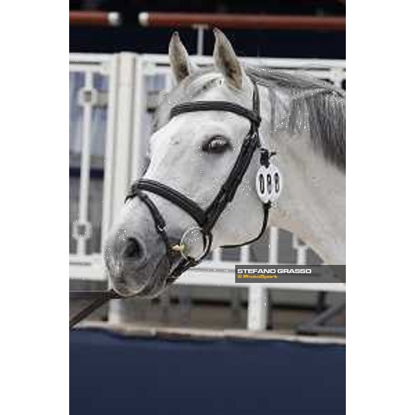 LGCT of St Tropez - Vet check - Loewenherz - St Tropez, Ramatuelle beach - 30 May 2018 - ph.Stefano Grasso/LGCT