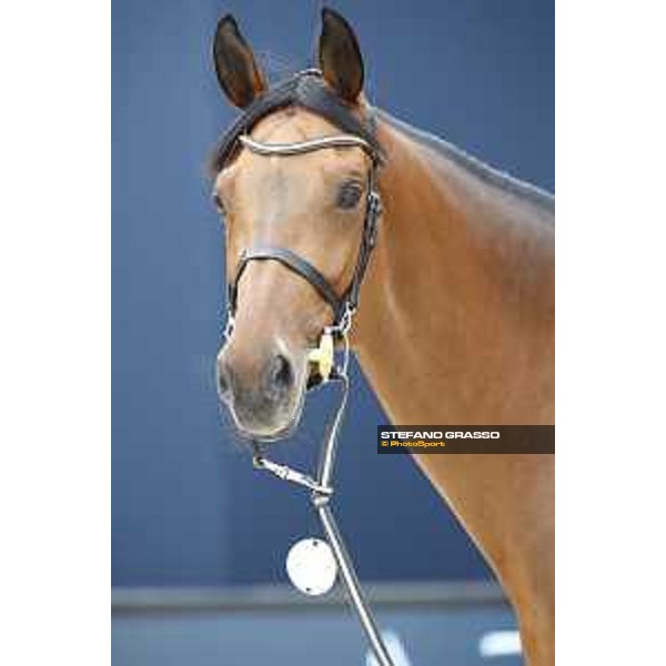LGCT of St Tropez - Vet check - California - St Tropez, Ramatuelle beach - 30 May 2018 - ph.Stefano Grasso/LGCT