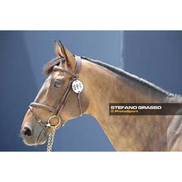 LGCT of St Tropez - Vet check - MHS Going Global - St Tropez, Ramatuelle beach - 30 May 2018 - ph.Stefano Grasso/LGCT