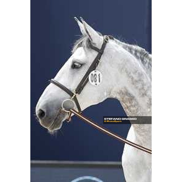 LGCT of St Tropez - Vet check - CSF Vendi Cruz - St Tropez, Ramatuelle beach - 30 May 2018 - ph.Stefano Grasso/LGCT