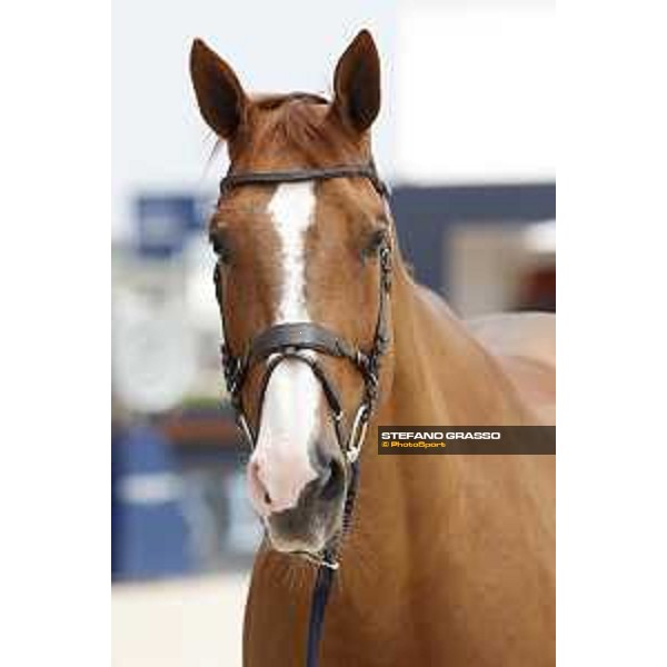 LGCT of St Tropez - Vet check - Fair Light van\'T Heike - St Tropez, Ramatuelle beach - 30 May 2018 - ph.Stefano Grasso/LGCT