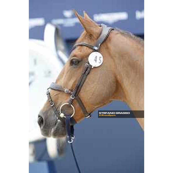 LGCT of St Tropez - Vet check - Fair Light van\'T Heike - St Tropez, Ramatuelle beach - 30 May 2018 - ph.Stefano Grasso/LGCT