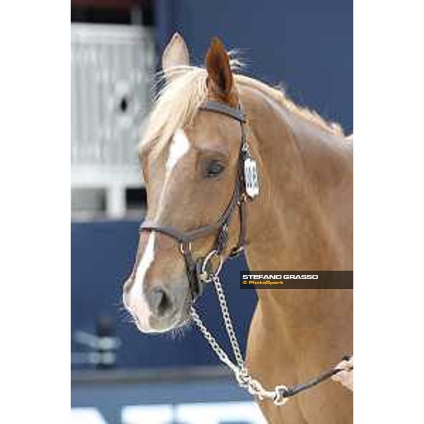 LGCT of St Tropez - Vet check - EIS Isaura - St Tropez, Ramatuelle beach - 30 May 2018 - ph.Stefano Grasso/LGCT