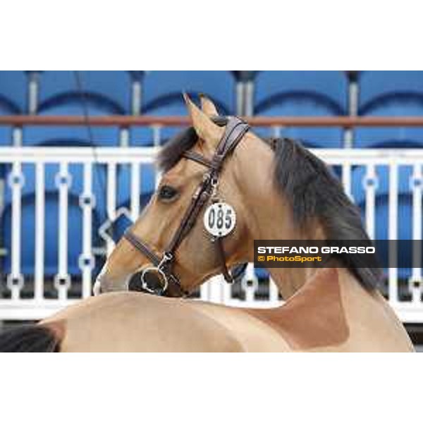 LGCT of St Tropez - Vet check - Hello Jefferson - St Tropez, Ramatuelle beach - 30 May 2018 - ph.Stefano Grasso/LGCT