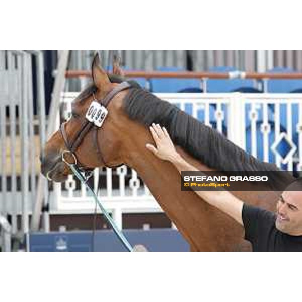 LGCT of St Tropez - Vet check - Caspar 213 - St Tropez, Ramatuelle beach - 30 May 2018 - ph.Stefano Grasso/LGCT