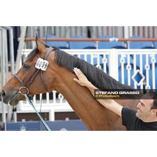LGCT of St Tropez - Vet check - Caspar 213 - St Tropez, Ramatuelle beach - 30 May 2018 - ph.Stefano Grasso/LGCT