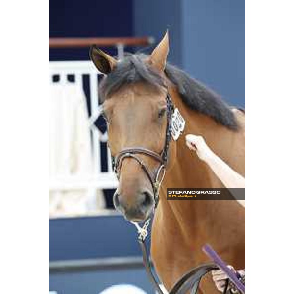 LGCT of St Tropez - Vet check - Madame X - St Tropez, Ramatuelle beach - 30 May 2018 - ph.Stefano Grasso/LGCT