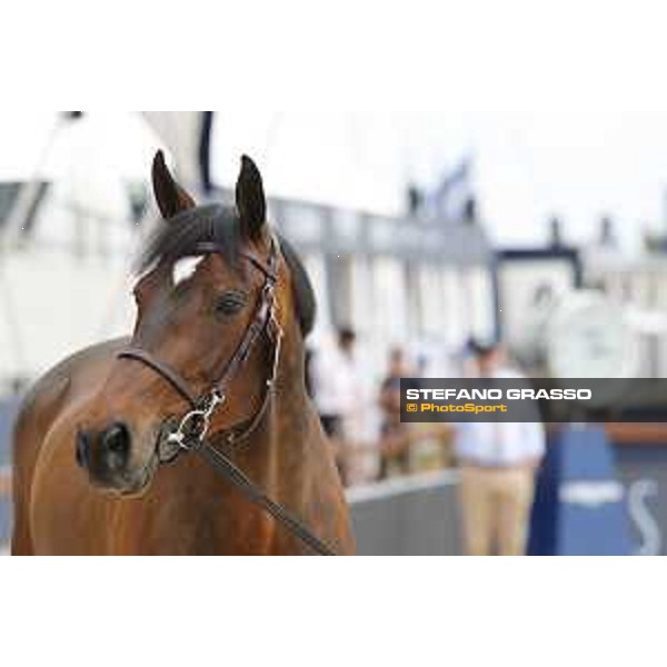 LGCT of St Tropez - Vet check - Hello Mr President - St Tropez, Ramatuelle beach - 30 May 2018 - ph.Stefano Grasso/LGCT