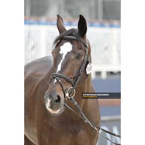 LGCT of St Tropez - Vet check - Zigali PS - St Tropez, Ramatuelle beach - 30 May 2018 - ph.Stefano Grasso/LGCT
