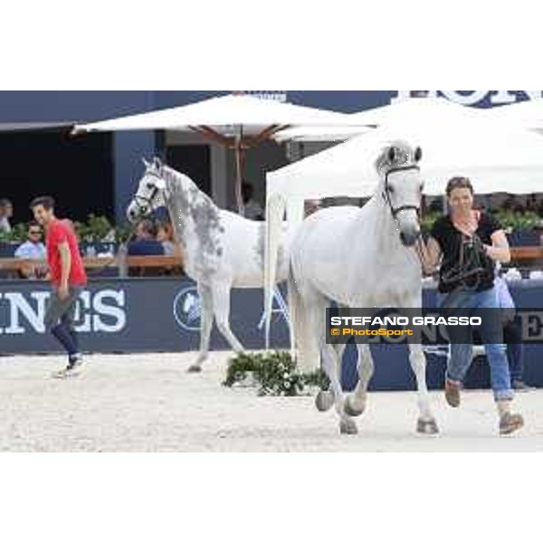 LGCT of St Tropez - Vet check - Gin Chin v. Lindenhof - St Tropez, Ramatuelle beach - 30 May 2018 - ph.Stefano Grasso/LGCT