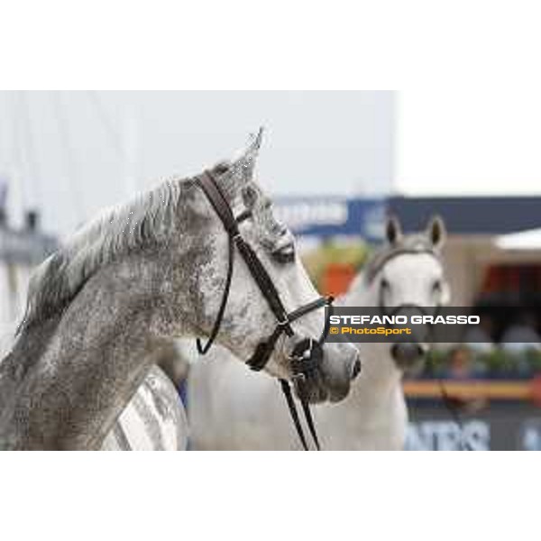 LGCT of St Tropez - Vet check - Cornet 39 - St Tropez, Ramatuelle beach - 30 May 2018 - ph.Stefano Grasso/LGCT