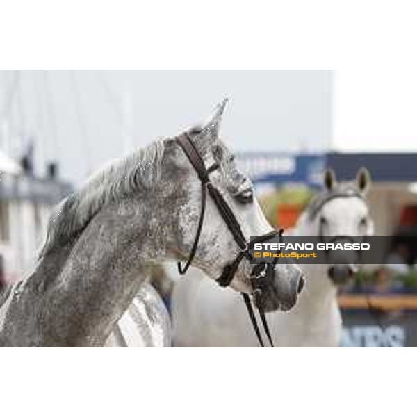 LGCT of St Tropez - Vet check - Cornet 39 - St Tropez, Ramatuelle beach - 30 May 2018 - ph.Stefano Grasso/LGCT