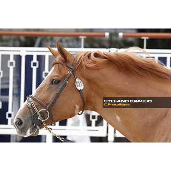 LGCT of St Tropez - Vet check - Emerald - St Tropez, Ramatuelle beach - 30 May 2018 - ph.Stefano Grasso/LGCT
