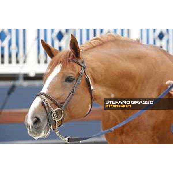 LGCT of St Tropez - Vet check - Emerald - St Tropez, Ramatuelle beach - 30 May 2018 - ph.Stefano Grasso/LGCT