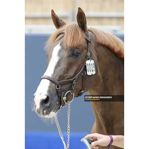 LGCT of St Tropez - Vet check - Quabri de l\'isle - St Tropez, Ramatuelle beach - 30 May 2018 - ph.Stefano Grasso/LGCT