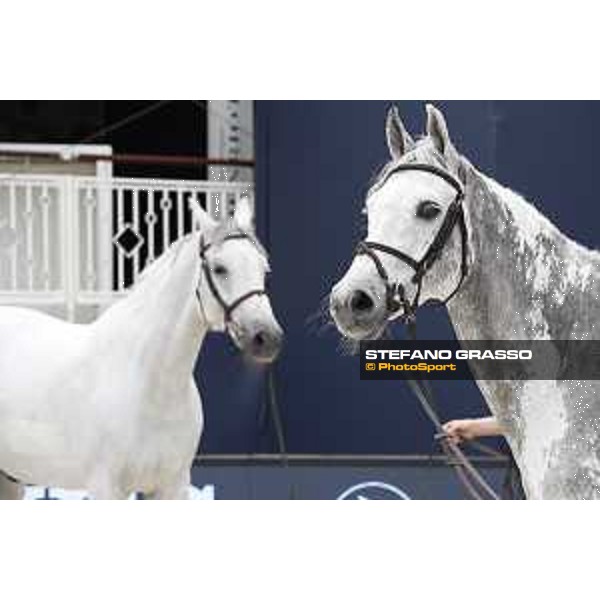 LGCT of St Tropez - Vet check - Gin Chin v. Lindenhof and Cornet 39 - St Tropez, Ramatuelle beach - 30 May 2018 - ph.Stefano Grasso/LGCT