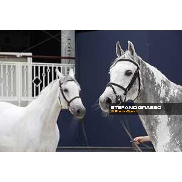LGCT of St Tropez - Vet check - Gin Chin v. Lindenhof and Cornet 39 - St Tropez, Ramatuelle beach - 30 May 2018 - ph.Stefano Grasso/LGCT