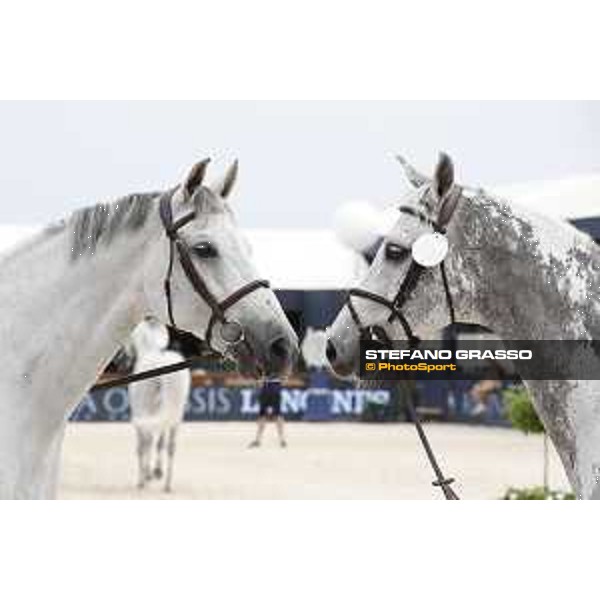 LGCT of St Tropez - Vet check - Gin Chin v. Lindenhof and Cornet 39 - St Tropez, Ramatuelle beach - 30 May 2018 - ph.Stefano Grasso/LGCT