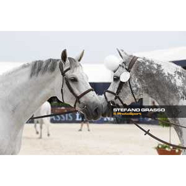 LGCT of St Tropez - Vet check - Gin Chin v. Lindenhof and Cornet 39 - St Tropez, Ramatuelle beach - 30 May 2018 - ph.Stefano Grasso/LGCT