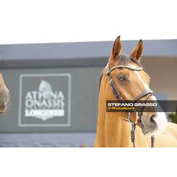 LGCT of St Tropez - Vet check - Super Sox - St Tropez, Ramatuelle beach - 30 May 2018 - ph.Stefano Grasso/LGCT