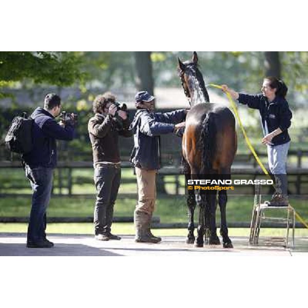 Anna prepares Varenne for the trip to Sweden Vigone (To), 23rd april 2008 ph. Stefano Grasso