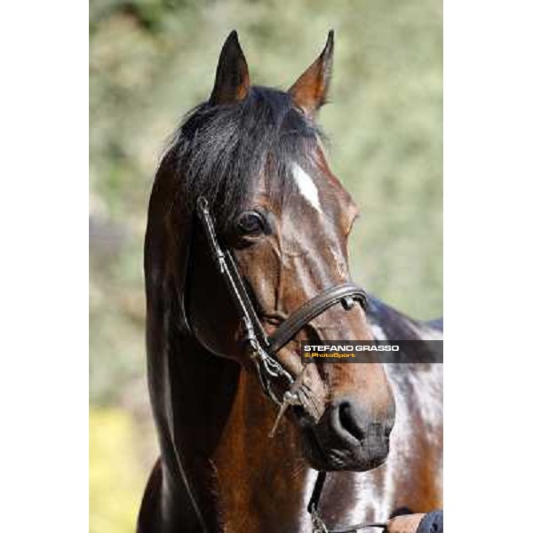 Varenne at All. del Grifone before leaving to Sweden Vigone (To), 23rd april 2008 ph. Stefano Grasso