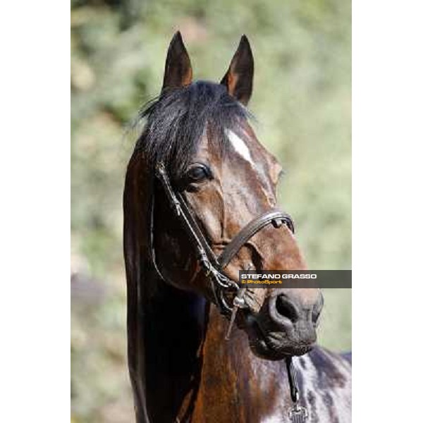 Varenne at All. del Grifone before leaving to Sweden Vigone (To), 23rd april 2008 ph. Stefano Grasso