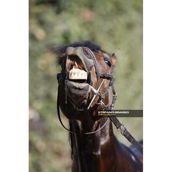 Varenne at All. del Grifone before leaving to Sweden Vigone (To), 23rd april 2008 ph. Stefano Grasso