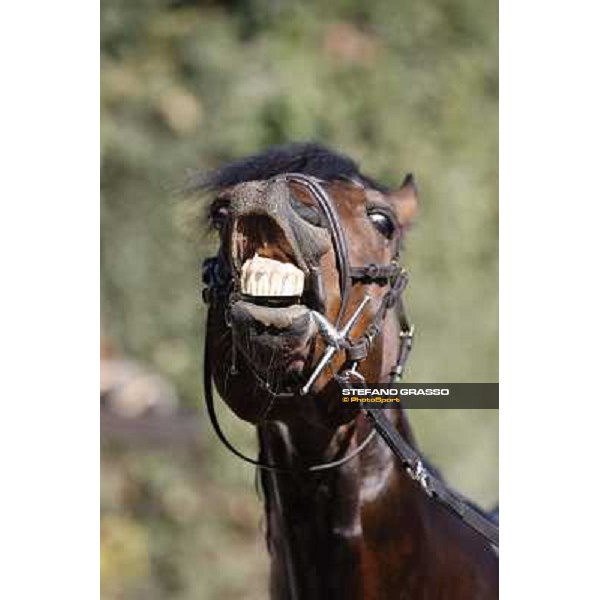 Varenne at All. del Grifone before leaving to Sweden Vigone (To), 23rd april 2008 ph. Stefano Grasso